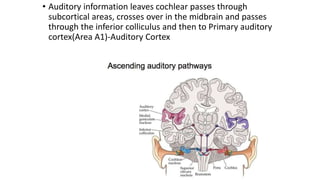 • Auditory information leaves cochlear passes through
subcortical areas, crosses over in the midbrain and passes
through the inferior colliculus and then to Primary auditory
cortex(Area A1)-Auditory Cortex
 