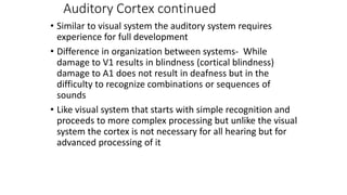Auditory Cortex continued
• Similar to visual system the auditory system requires
experience for full development
• Difference in organization between systems- While
damage to V1 results in blindness (cortical blindness)
damage to A1 does not result in deafness but in the
difficulty to recognize combinations or sequences of
sounds
• Like visual system that starts with simple recognition and
proceeds to more complex processing but unlike the visual
system the cortex is not necessary for all hearing but for
advanced processing of it
 