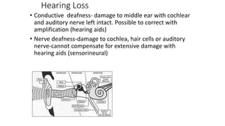 Hearing Loss
• Conductive deafness- damage to middle ear with cochlear
and auditory nerve left intact. Possible to correct with
amplification (hearing aids)
• Nerve deafness-damage to cochlea, hair cells or auditory
nerve-cannot compensate for extensive damage with
hearing aids (sensorineural)
 