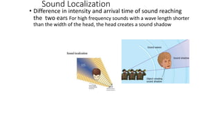 Sound Localization
• Difference in intensity and arrival time of sound reaching
the two ears For high frequency sounds with a wave length shorter
than the width of the head, the head creates a sound shadow
 