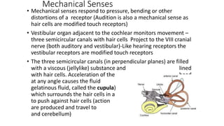 Mechanical Senses
• Mechanical senses respond to pressure, bending or other
distortions of a receptor (Audition is also a mechanical sense as
hair cells are modified touch receptors)
• Vestibular organ adjacent to the cochlear monitors movement –
three semicircular canals with hair cells Project to the VIII cranial
nerve (both auditory and vestibular)-Like hearing receptors the
vestibular receptors are modified touch receptors
• The three semicircular canals (in perpendicular planes) are filled
with a viscous (jellylike) substance and lined
with hair cells. Acceleration of the head
at any angle causes the fluid (a
gelatinous fluid, called the cupula)
which surrounds the hair cells in a canal
to push against hair cells (action potentials
are produced and travel to the brainstem
and cerebellum)
 