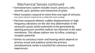 Mechanical Senses continued
• Somatosensory system includes touch, pressure, cold,
warmth, pain, position and movement of joints
• Most receptors respond to more than one type of stimulus
(e.g. touch and pain responses for a simple bare nerve ending)
• Pacinian corpuscle-detects sudden displacements or high
frequency vibrations on the skin Any deformation in the
corpuscle causes action potentials to be generated by
opening pressure-sensitive sodium ion channels in the axon
membrane. This allows sodium ions to influx, creating a
receptor potential
• Similar to conscious vision and hearing which depend on
primary visual and auditory cortex the primary
somatosensory cortex is essential for conscious touch
experiences
 