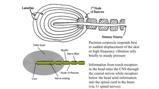 Pacinian corpuscle responds best
to sudden displacement of the skin
or high frequency vibration only
briefly to steady pressure
Information from touch receptors
in the head enter the CNS through
the cranial nerves while receptors
below the head send information
into the spinal cord to the brain
(via 31 spinal nerves)
 