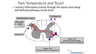 Pain Temperature and Touch
• sensory Information travels through the spinal cord along
well defined pathways to the brain
 