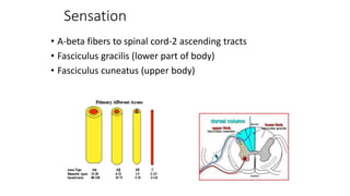 Sensation
• A-beta fibers to spinal cord-2 ascending tracts
• Fasciculus gracilis (lower part of body)
• Fasciculus cuneatus (upper body)
 