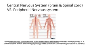 Central Nervous System (brain & Spinal cord)
VS. Peripheral Nervous system
While biopsychology typically focuses on the immediate causes of behavior based in the physiology of a
human or other animal, evolutionary psychology seeks to study the ultimate biological causes of behavior.
 
