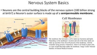 Nervous System Basics
• Neurons are the central building blocks of the nervous system (100 billion strong
at birth?) a Neuron’s outer surface is made up of a semipermeable membrane.
 
