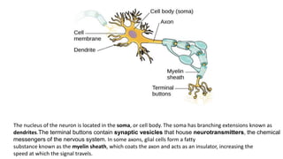 The nucleus of the neuron is located in the soma, or cell body. The soma has branching extensions known as
dendrites.The terminal buttons contain synaptic vesicles that house neurotransmitters, the chemical
messengers of the nervous system. In some axons, glial cells form a fatty
substance known as the myelin sheath, which coats the axon and acts as an insulator, increasing the
speed at which the signal travels.
 