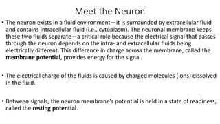 Meet the Neuron
• The neuron exists in a fluid environment—it is surrounded by extracellular fluid
and contains intracellular fluid (i.e., cytoplasm). The neuronal membrane keeps
these two fluids separate—a critical role because the electrical signal that passes
through the neuron depends on the intra- and extracellular fluids being
electrically different. This difference in charge across the membrane, called the
membrane potential, provides energy for the signal.
• The electrical charge of the fluids is caused by charged molecules (ions) dissolved
in the fluid.
• Between signals, the neuron membrane’s potential is held in a state of readiness,
called the resting potential.
 