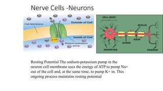 Nerve Cells -Neurons
Resting Potential The sodium-potassium pump in the
neuron cell membrane uses the energy of ATP to pump Na+
out of the cell and, at the same time, to pump K+ in. This
ongoing process maintains resting potential
 