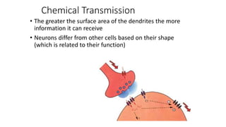 Chemical Transmission
• The greater the surface area of the dendrites the more
information it can receive
• Neurons differ from other cells based on their shape
(which is related to their function)
 
