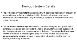 Nervous System Details
• The somatic nervous system is associated with activities traditionally thought of
as conscious or voluntary. It is involved in the relay of sensory and motor
information to and from the CNS; therefore, it consists of motor neurons and
sensory neurons.
• The autonomic nervous system controls our internal organs and glands and is
generally considered to be outside the realm of voluntary control. subdivided
into the sympathetic and parasympathetic divisions. The sympathetic nervous
system is involved in preparing the body for stress-related activities; the
parasympathetic nervous system is associated with returning the body to
routine, day-to-day operations.
 