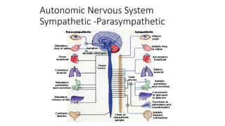 Autonomic Nervous System
Sympathetic -Parasympathetic
 