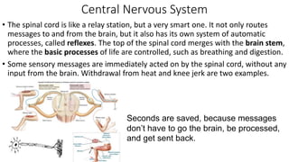 Central Nervous System
• The spinal cord is like a relay station, but a very smart one. It not only routes
messages to and from the brain, but it also has its own system of automatic
processes, called reflexes. The top of the spinal cord merges with the brain stem,
where the basic processes of life are controlled, such as breathing and digestion.
• Some sensory messages are immediately acted on by the spinal cord, without any
input from the brain. Withdrawal from heat and knee jerk are two examples.
Seconds are saved, because messages
don’t have to go the brain, be processed,
and get sent back.
 