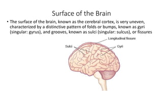 Surface of the Brain
• The surface of the brain, known as the cerebral cortex, is very uneven,
characterized by a distinctive pattern of folds or bumps, known as gyri
(singular: gyrus), and grooves, known as sulci (singular: sulcus), or fissures
 