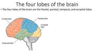 The four lobes of the brain
• The four lobes of the brain are the frontal, parietal, temporal, and occipital lobes
 