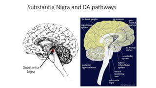 Substantia Nigra and DA pathways
 