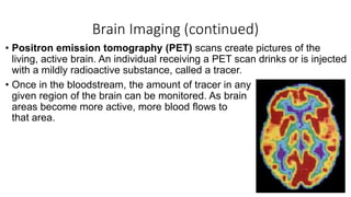 Brain Imaging (continued)
• Positron emission tomography (PET) scans create pictures of the
living, active brain. An individual receiving a PET scan drinks or is injected
with a mildly radioactive substance, called a tracer.
• Once in the bloodstream, the amount of tracer in any
given region of the brain can be monitored. As brain
areas become more active, more blood flows to
that area.
 
