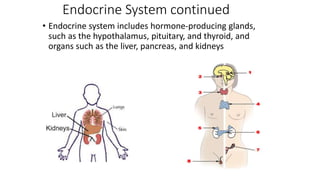 Endocrine System continued
• Endocrine system includes hormone-producing glands,
such as the hypothalamus, pituitary, and thyroid, and
organs such as the liver, pancreas, and kidneys
 