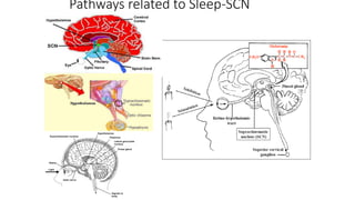 Pathways related to Sleep-SCN
 
