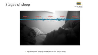 Stages of sleep
• Figure 4.8 (credit “sleeping”: modification of work by Ryan Vaarsi)
 