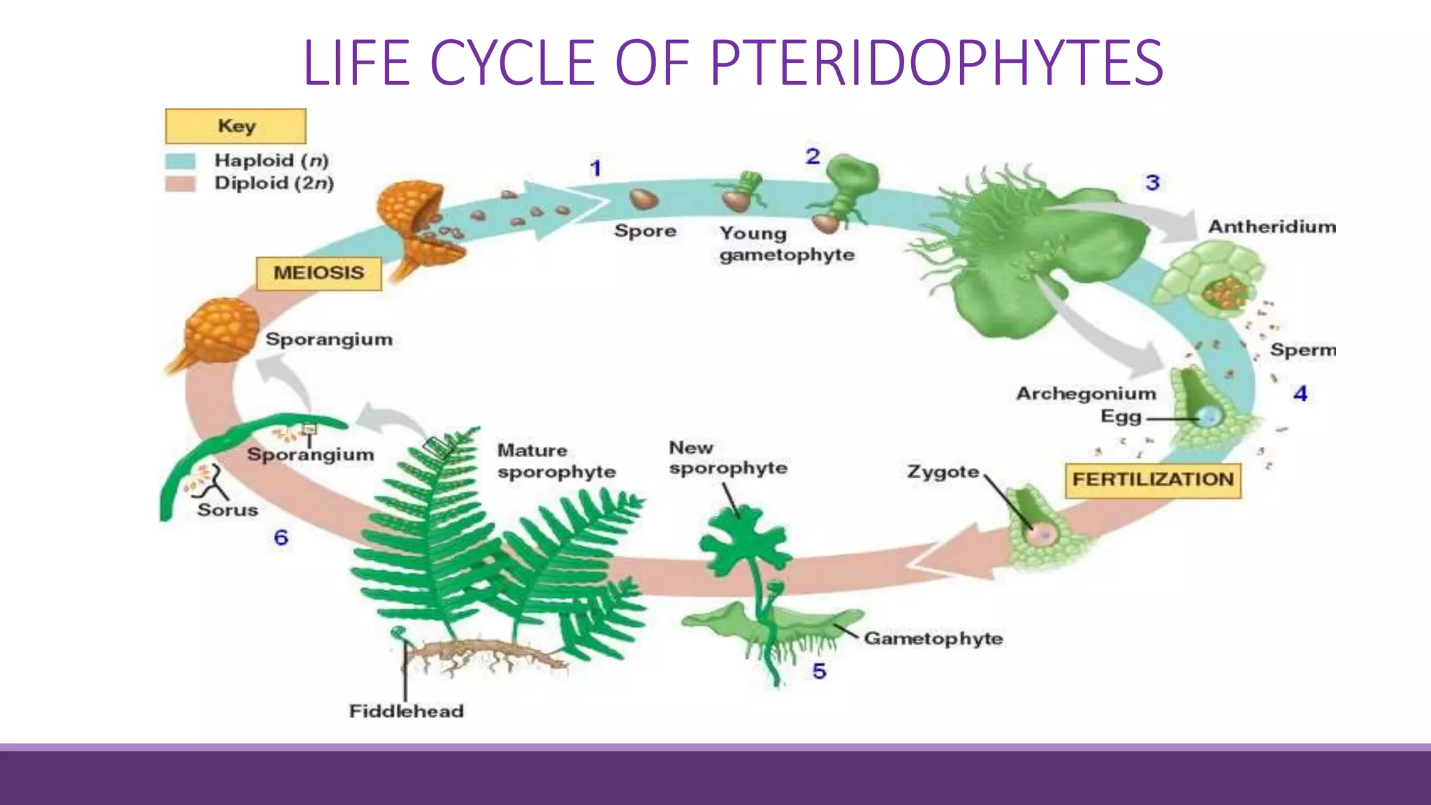 Vascular Plants Pteridophyta (part 1) PPT