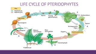 LIFE CYCLE OF PTERIDOPHYTES
 
