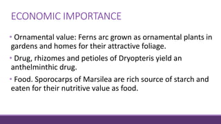 ECONOMIC IMPORTANCE
• Ornamental value: Ferns arc grown as ornamental plants in
gardens and homes for their attractive foliage.
• Drug, rhizomes and petioles of Dryopteris yield an
anthelminthic drug.
• Food. Sporocarps of Marsilea are rich source of starch and
eaten for their nutritive value as food.
 