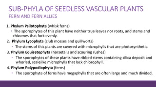 SUB-PHYLA OF SEEDLESS VASCULAR PLANTS
1. Phylum Psilotophyta (whisk ferns)
• The sporophytes of this plant have neither true leaves nor roots, and stems and
rhizomes that fork evenly.
2. Phylum Lycophyta (club mosses and quillworts)
• The stems of this plants are covered with microphylls that are photosynthetic.
3. Phylum Equisetophyta (horsetails and scouring rushes)
• The sporophytes of these plants have ribbed stems containing silica deposit and
whorled, scalelike microphylls that lack chlorophyll.
4. Phylum Polypodiophyta (ferns)
• The sporophyte of ferns have megaphylls that are often large and much divided.
FERN AND FERN ALLIES
 