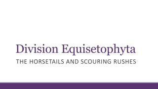 Division Equisetophyta
THE HORSETAILS AND SCOURING RUSHES
 