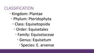 CLASSIFICATION
• Kingdom: Plantae
• Phylum: Pteridophyta
• Class: Equisetopsida
• Order: Equisetales
• Family: Equisetaceae
• Genus: Equisetum
•Species: E. arvense
 