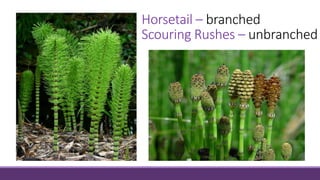 Horsetail – branched
Scouring Rushes – unbranched
 