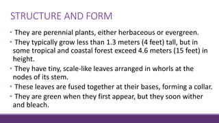 STRUCTURE AND FORM
• They are perennial plants, either herbaceous or evergreen.
• They typically grow less than 1.3 meters (4 feet) tall, but in
some tropical and coastal forest exceed 4.6 meters (15 feet) in
height.
• They have tiny, scale-like leaves arranged in whorls at the
nodes of its stem.
• These leaves are fused together at their bases, forming a collar.
• They are green when they first appear, but they soon wither
and bleach.
 