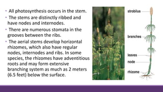 • All photosynthesis occurs in the stem.
• The stems are distinctly ribbed and
have nodes and internodes.
• There are numerous stomata in the
grooves between the ribs.
• The aerial stems develop horizontal
rhizomes, which also have regular
nodes, internodes and ribs. In some
species, the rhizomes have adventitious
roots and may form extensive
branching system as much as 2 meters
(6.5 feet) below the surface.
 