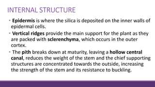 • Epidermis is where the silica is deposited on the inner walls of
epidermal cells.
• Vertical ridges provide the main support for the plant as they
are packed with sclerenchyma, which occurs in the outer
cortex.
• The pith breaks down at maturity, leaving a hollow central
canal, reduces the weight of the stem and the chief supporting
structures are concentrated towards the outside, increasing
the strength of the stem and its resistance to buckling.
INTERNAL STRUCTURE
 