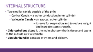• Two smaller canals outside of the pith:
• Carinal Canals – a water conduction; inner cylinder
• Vallecular Canals – air spaces; outer cylinder
– it serve for respiration and to reduce weight
hello world!!!!!! and increase stem strength.
• Chlorophyllous tissue is the main photosynthetic tissue and opens
to the outside air via stomata.
• Vascular bundles consists of xylem and phloem.
INTERNAL STRUCTURE
 