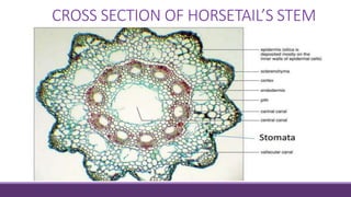 CROSS SECTION OF HORSETAIL’S STEM
 