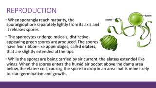 REPRODUCTION
• When sporangia reach maturity, the
sporangiophore separately lightly from its axis and
it releases spores.
• The sporocytes undergo meiosis, distinctive-
appearing green spores are produced. The spores
have four ribbon-like appendages, called elaters,
that are slightly extended at the tips.
• While the spores are being carried by air current, the elaters extended like
wings. When the spores enters the humid air pocket above the damp area
below, the elaters coil, causing the spore to drop in an area that is more likely
to start germination and growth.
 