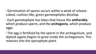 • Germination of spores occurs within a week of release.
Lobed, cushion-like, green gametophytes develop.
• Each gametophyte has lobes that house the antheridia,
which produce sperm, and the archegonia, which produce
eggs.
• The egg is fertilized by the sperm in the archegonium, and
diploid zygote begins to grow inside the archegonium. This
matures into the sporophyte plant.
 