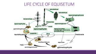 LIFE CYCLE OF EQUISETUM
 