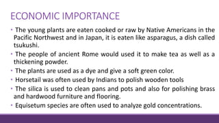 ECONOMIC IMPORTANCE
• The young plants are eaten cooked or raw by Native Americans in the
Pacific Northwest and in Japan, it is eaten like asparagus, a dish called
tsukushi.
• The people of ancient Rome would used it to make tea as well as a
thickening powder.
• The plants are used as a dye and give a soft green color.
• Horsetail was often used by Indians to polish wooden tools
• The silica is used to clean pans and pots and also for polishing brass
and hardwood furniture and flooring.
• Equisetum species are often used to analyze gold concentrations.
 