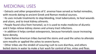 MEDICINAL USES
• Extracts and other preparations of E. arvense have served as herbal remedies,
with records dating to ancient Greek and Roman medical sources.
• Its uses include treatments to stop bleeding, treat tuberculosis, to heal wounds
and ulcers, and to treat kidney ailments.
• People found silica from horsetail, so it is used to make medicine of diuretic
and it helps relieve kidney stones and urinary tract infections.
• In addition it helps combat osteoporosis, because horsetails cause increasing
bone density.
• Some Native American tribes burned the stems and used the ashes to alleviate
sore mouths or applied the ashes to severe burns.
• Other tribes ate the strobili of scouring rush to cure diarrhea, and others
boiled stems in water to make a hair wash for control of lice, mites and fleas.
 
