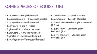 SOME SPECIES OF EQUISETUM
• E. hyemale – Rough horsetail
• E. ramosissimum – Branched horsetail
• E. scirpoides – Dwarf horsetail
• E. arvense – Field horsetail
• E. fluviatile L. – Water Horsetail
• E. palustre L. – Marsh Horsetail
• E. pratense – Meadow Horsetail
• E. variegatum – Variegated horsetail
• E. sylvaticum L. – Wood Horsetail
• E. laevigatum – Smooth Horsetail
• E. telmateia – Northern giant horsetail
(2.5 m)
• E. giganteum – Southern giant
horsetail (5 m)
• E. myriochaetum – Mexican giant
horsetail (8 m)
 