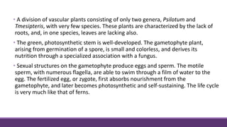 • A division of vascular plants consisting of only two genera, Psilotum and
Tmesipteris, with very few species. These plants are characterized by the lack of
roots, and, in one species, leaves are lacking also.
• The green, photosynthetic stem is well-developed. The gametophyte plant,
arising from germination of a spore, is small and colorless, and derives its
nutrition through a specialized association with a fungus.
• Sexual structures on the gametophyte produce eggs and sperm. The motile
sperm, with numerous flagella, are able to swim through a film of water to the
egg. The fertilized egg, or zygote, first absorbs nourishment from the
gametophyte, and later becomes photosynthetic and self-sustaining. The life cycle
is very much like that of ferns.
 
