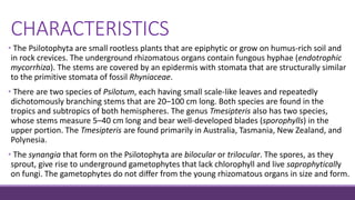 • The Psilotophyta are small rootless plants that are epiphytic or grow on humus-rich soil and
in rock crevices. The underground rhizomatous organs contain fungous hyphae (endotrophic
mycorrhiza). The stems are covered by an epidermis with stomata that are structurally similar
to the primitive stomata of fossil Rhyniaceae.
• There are two species of Psilotum, each having small scale-like leaves and repeatedly
dichotomously branching stems that are 20–100 cm long. Both species are found in the
tropics and subtropics of both hemispheres. The genus Tmesipteris also has two species,
whose stems measure 5–40 cm long and bear well-developed blades (sporophylls) in the
upper portion. The Tmesipteris are found primarily in Australia, Tasmania, New Zealand, and
Polynesia.
• The synangia that form on the Psilotophyta are bilocular or trilocular. The spores, as they
sprout, give rise to underground gametophytes that lack chlorophyll and live saprophytically
on fungi. The gametophytes do not differ from the young rhizomatous organs in size and form.
CHARACTERISTICS
 