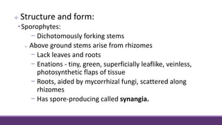  Structure and form:
•Sporophytes:
− Dichotomously forking stems
 Above ground stems arise from rhizomes
− Lack leaves and roots
− Enations - tiny, green, superficially leaflike, veinless,
photosynthetic flaps of tissue
− Roots, aided by mycorrhizal fungi, scattered along
rhizomes
− Has spore-producing called synangia.
 