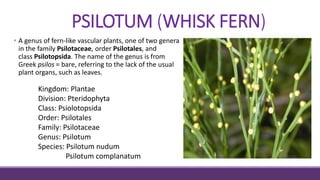 PSILOTUM (WHISK FERN)
• A genus of fern-like vascular plants, one of two genera
in the family Psilotaceae, order Psilotales, and
class Psilotopsida. The name of the genus is from
Greek psilos = bare, referring to the lack of the usual
plant organs, such as leaves.
Kingdom: Plantae
Division: Pteridophyta
Class: Psiolotopsida
Order: Psilotales
Family: Psilotaceae
Genus: Psilotum
Species: Psilotum nudum
Psilotum complanatum
 