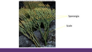 Sporangia
Scale
 