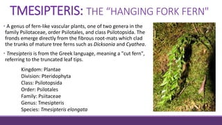 TMESIPTERIS: THE “HANGING FORK FERN"
• A genus of fern-like vascular plants, one of two genera in the
family Psilotaceae, order Psilotales, and class Psilotopsida. The
fronds emerge directly from the fibrous root-mats which clad
the trunks of mature tree ferns such as Dicksonia and Cyathea.
• Tmesipteris is from the Greek language, meaning a "cut fern",
referring to the truncated leaf tips.
Kingdom: Plantae
Division: Pteridophyta
Class: Psilotopsida
Order: Psilotales
Family: Psiitaceae
Genus: Tmesipteris
Species: Tmesipteris elongata
 