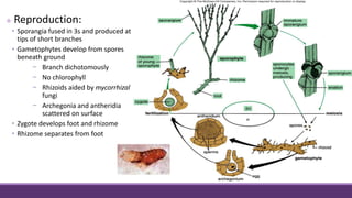  Reproduction:
• Sporangia fused in 3s and produced at
tips of short branches
• Gametophytes develop from spores
beneath ground
− Branch dichotomously
− No chlorophyll
− Rhizoids aided by mycorrhizal
fungi
− Archegonia and antheridia
scattered on surface
• Zygote develops foot and rhizome
• Rhizome separates from foot
 